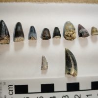 12dentesdecrocodyliformes51114824622ojpg161850690260787496acee0