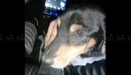 Polícia Civil de Salmourão investiga possível caso de violência sexual praticado contra um cachorro