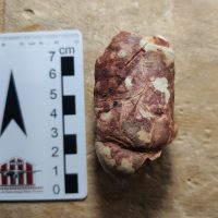 Coprlitodegrande51116181085ojpg1618506918607874a6561f6