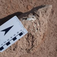 Fragmentodeumatartaguraqueviveuh85milhesdeanos51116181055ojpg1618507005607874fda5b92