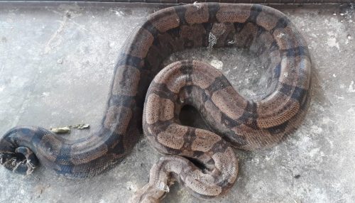 Após denúncia, Polícia Ambiental localiza jiboia mantida em cativeiro em Dracena