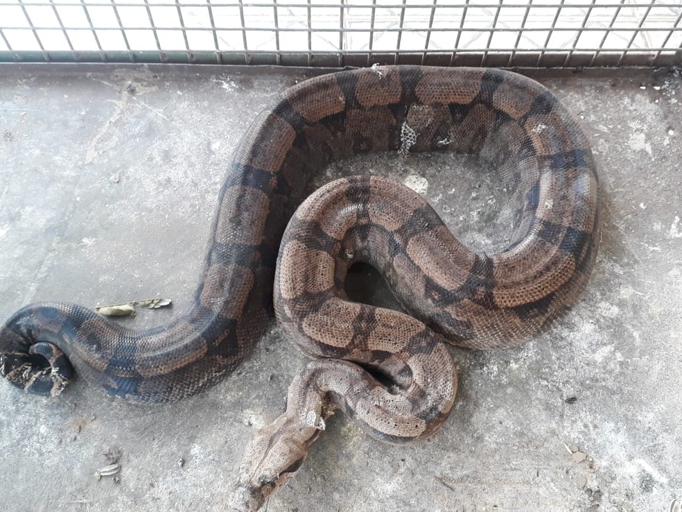 Após denúncia, Polícia Ambiental localiza jiboia mantida em cativeiro em Dracena