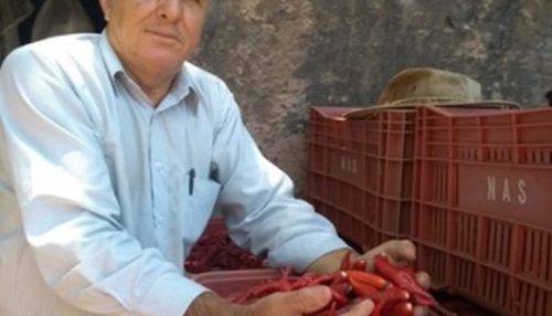 Produtor de Adamantina aposta na diversificação e expansão do mercado de pimentas