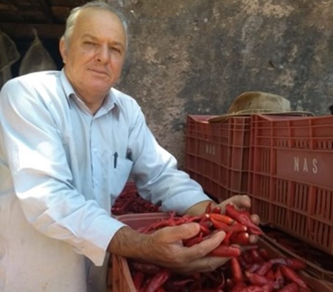 Produtor de Adamantina aposta na diversificação e expansão do mercado de pimentas