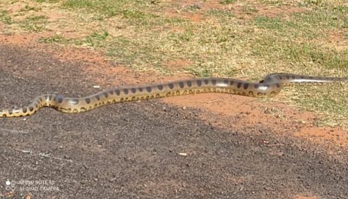 Sucuri é flagrada tentando atravessar a pista em Junqueirópolis