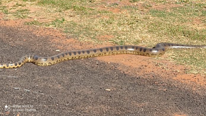 Sucuri é flagrada tentando atravessar a pista em Junqueirópolis