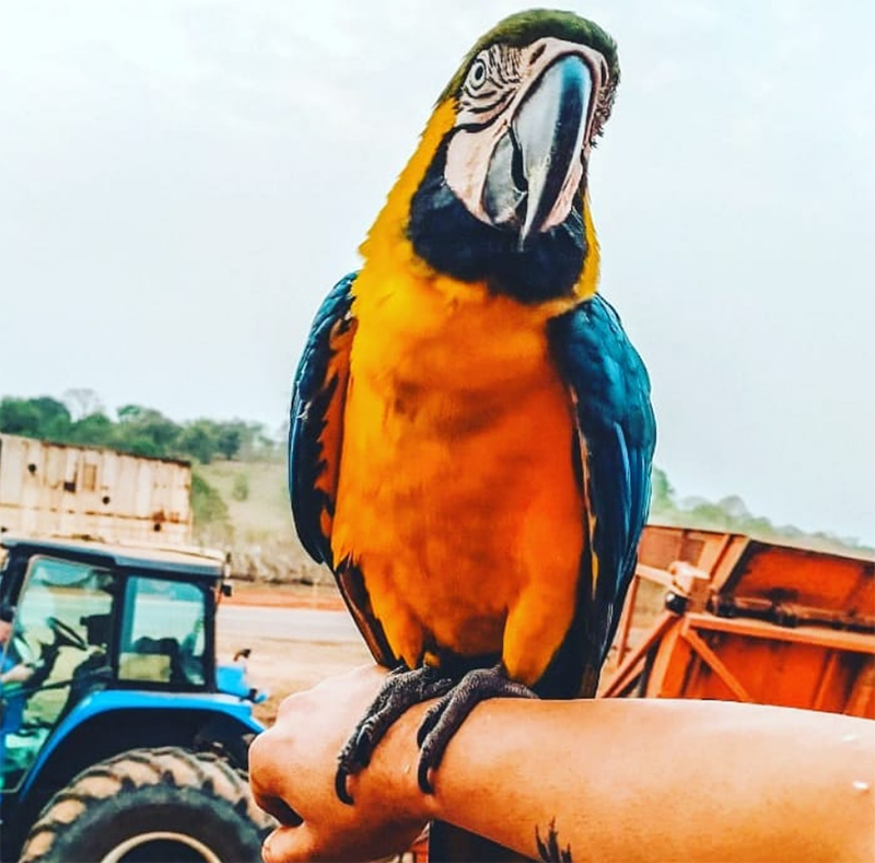 Famosa no bairro rural Três Porteiras, em Flórida Paulista, arara Lala morre após bater em caminhão