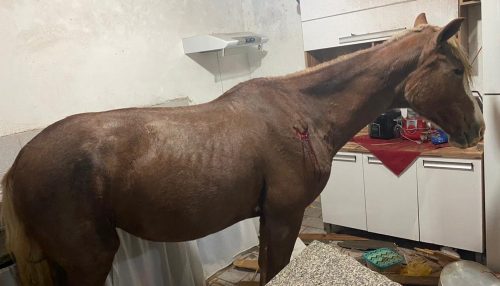 Cavalo cai de telhado e vai parar em cozinha de residência