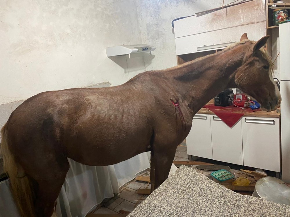 Cavalo cai de telhado e vai parar em cozinha de residência