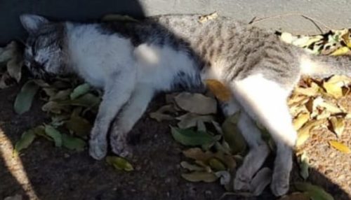 Morte de gatos por envenenamento leva moradora a registrar caso na Polícia Civil