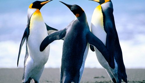 PAREDES ALVAS: “SER OU NÃO SER, EIS A QUESTÃO?” (Shakespeare in HAMLET)