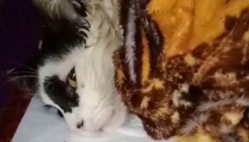 Novas relatos mostram mais casos de mortes de gatos e outras formas de violência contra os animais