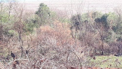 Usina sucroalcooleira recebe R$ 11,5 mil em multas por uso de fogo em vegetação