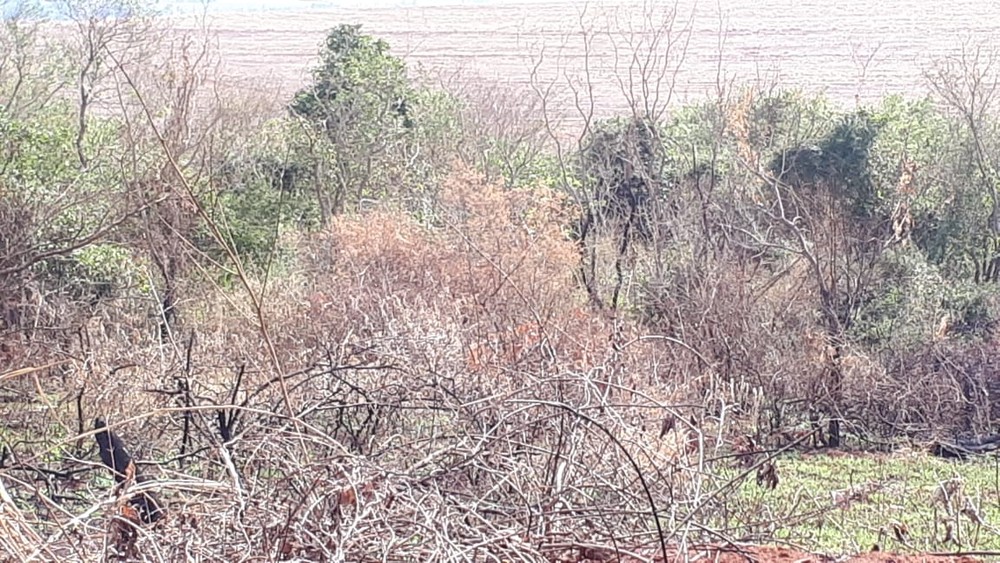 Usina sucroalcooleira recebe R$ 11,5 mil em multas por uso de fogo em vegetação
