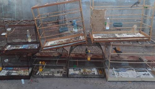 Homem é multado em R$ 3.500,00 por manter aves em cativeiro