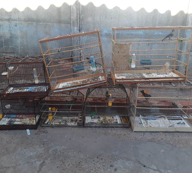 Homem é multado em R$ 3.500,00 por manter aves em cativeiro