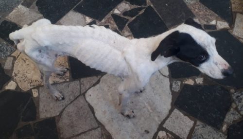 Polícia Ambiental resgata cão vítima de maus-tratos e autua mulher em R$ 3 mil