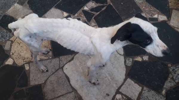 Polícia Ambiental resgata cão vítima de maus-tratos e autua mulher em R$ 3 mil