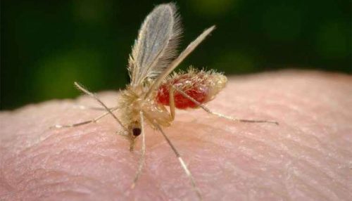 Prefeitura de Adamantina realiza ação de conscientização no Jardim Brasil para combate da Leishmaniose