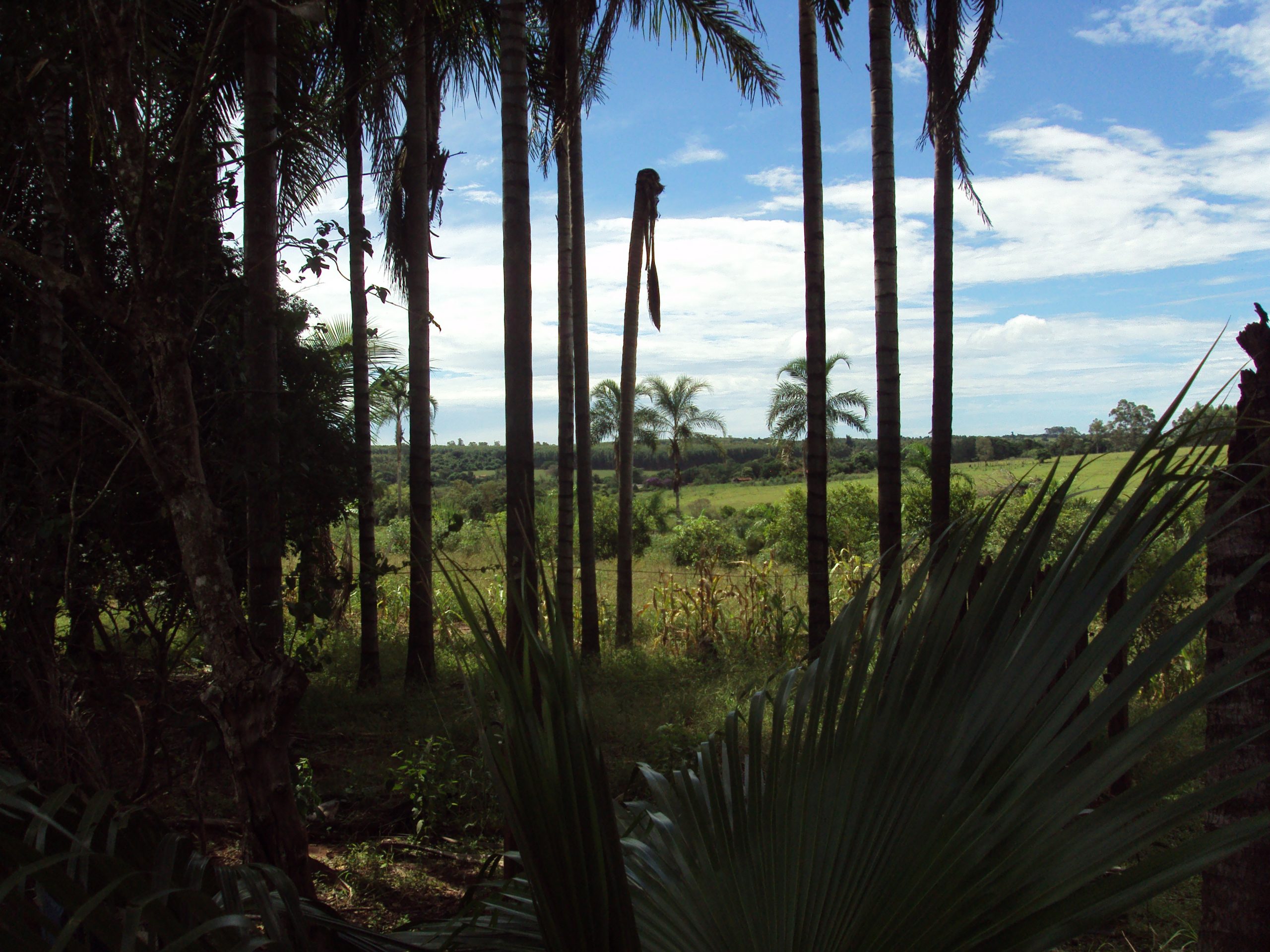 ALFRED RUSSEL WALLACE: Viagem ao Arquipélago Malaio...