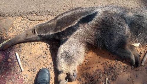 Fêmea de Tamanduá-bandeira é atropelada em vicinal