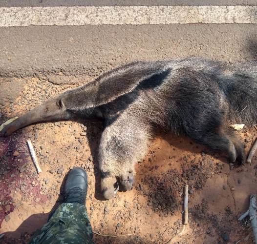 Fêmea de Tamanduá-bandeira é atropelada em vicinal
