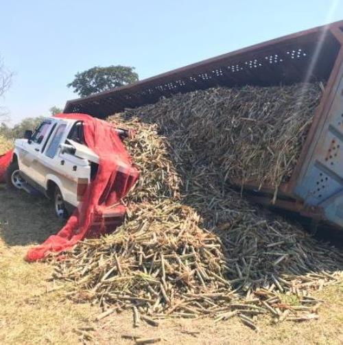 Parte de bitrem carregado de cana tomba sobre caminhonete na SP-294