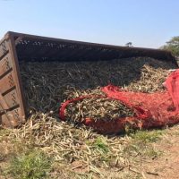 Foto Folharegional 5