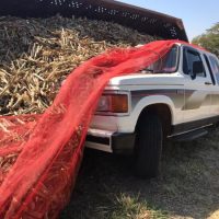 Foto Folharegional 6