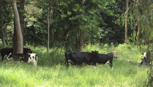 PROVÍNCIA, BUZINAS E MENTES BOVINAS...