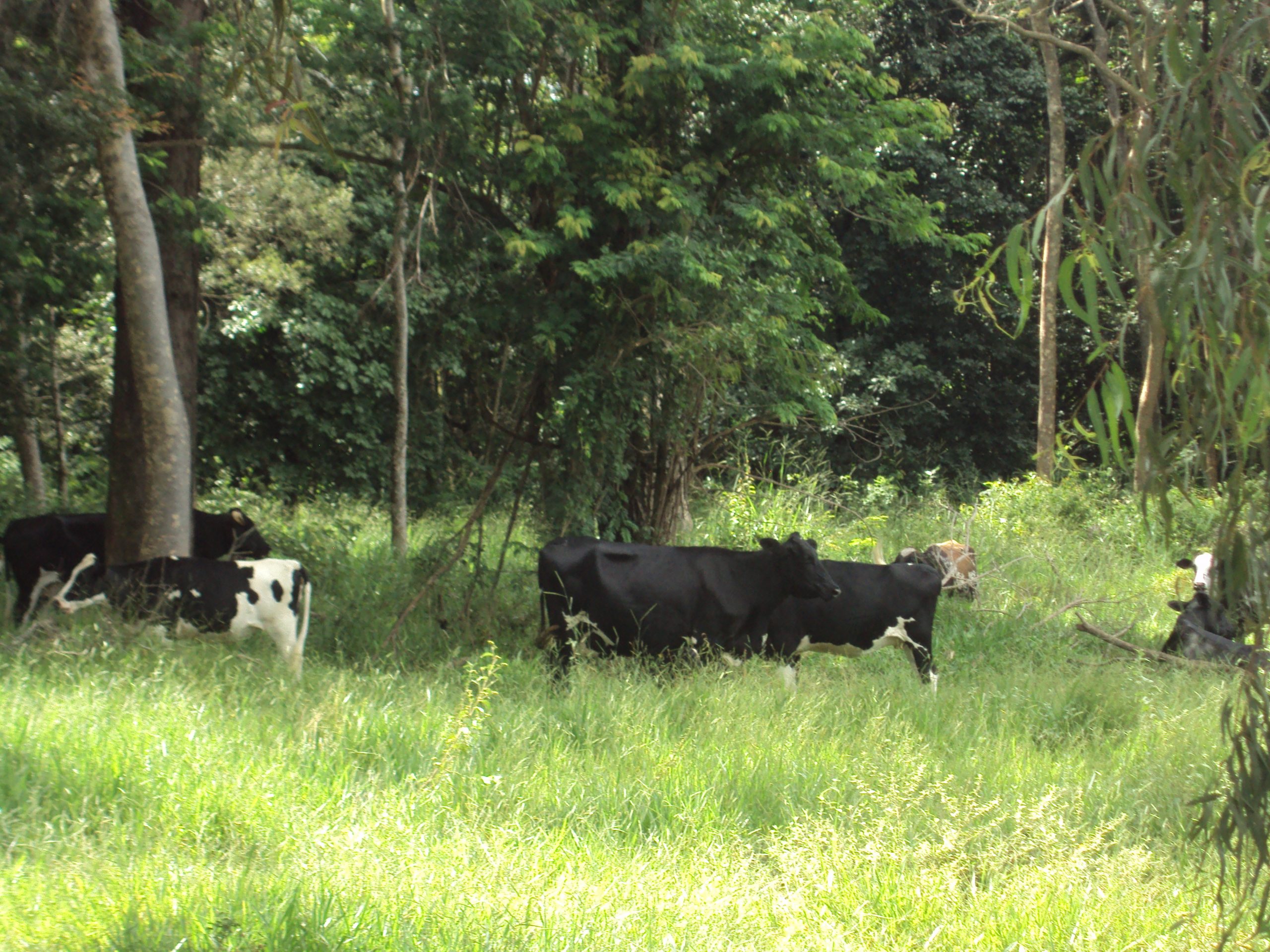 PROVÍNCIA, BUZINAS E MENTES BOVINAS...