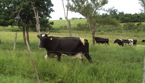 PROVÍNCIA, VIGILANTE, AVES DE RAPINA E MENTES BOVINAS...