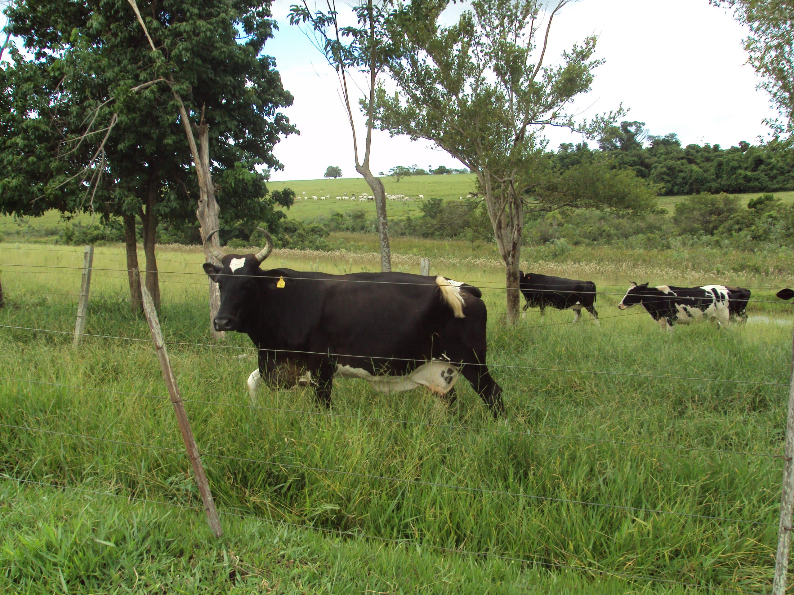 PROVÍNCIA, VIGILANTE, AVES DE RAPINA E MENTES BOVINAS...