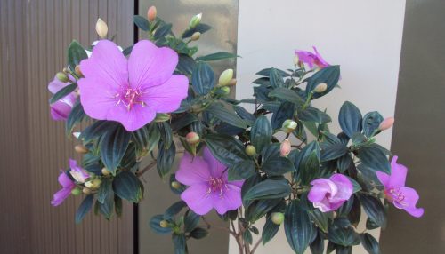 Apenas uma MULHER pra fazer a diferença...