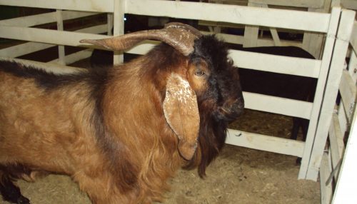 PROVÍNCIA: URUBUS OU AVES DE RAPINA?