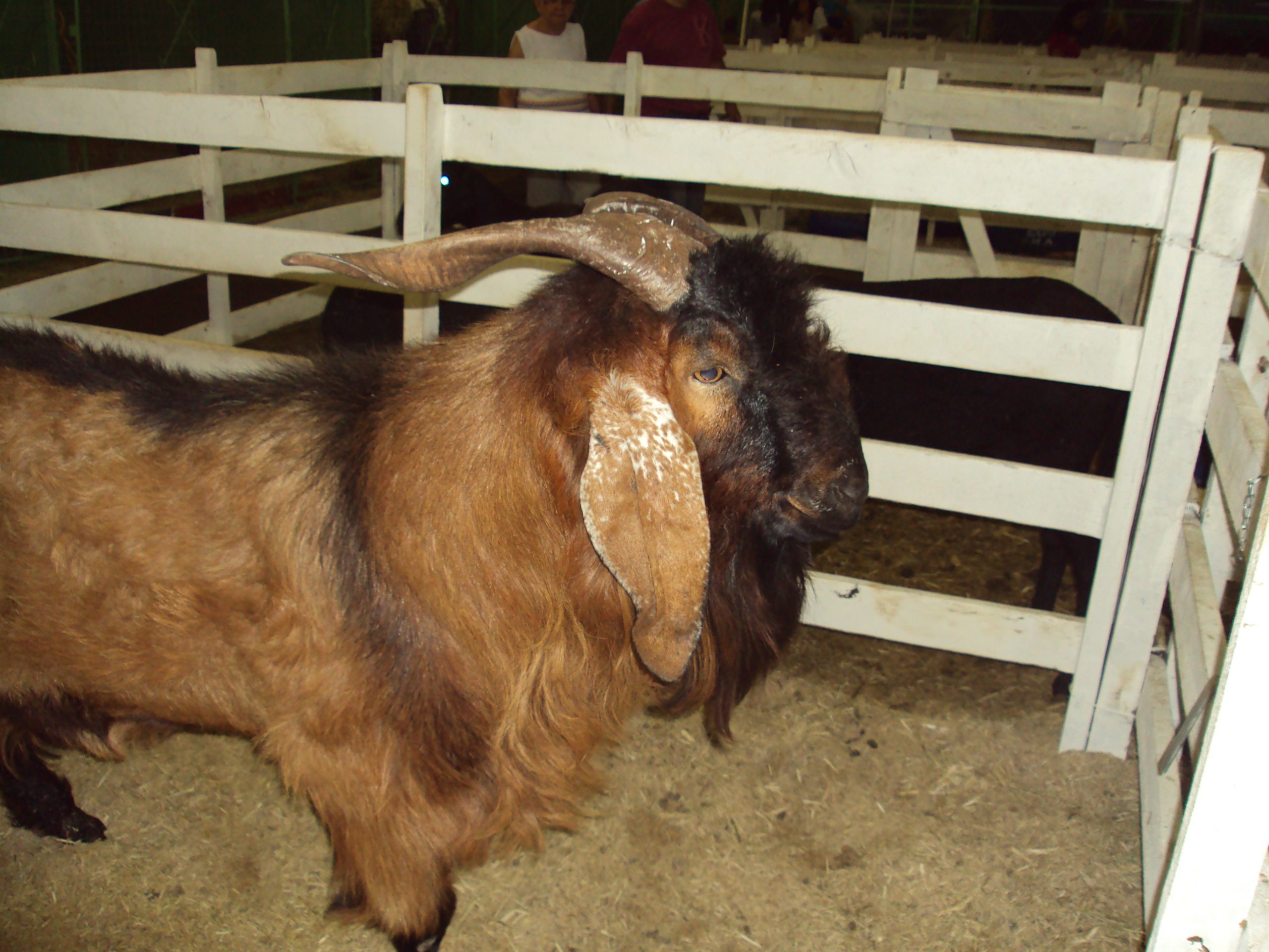 PROVÍNCIA: URUBUS OU AVES DE RAPINA?