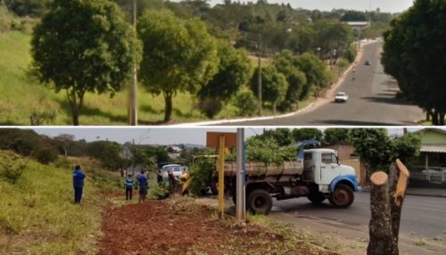 Prefeitura arranca árvores para implantar calçada na Antônio Tiveron, e informa que irá repor