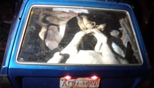 Três novilhas, furtadas de um sítio, foram encontradas amarradas dentro de uma VW Parati