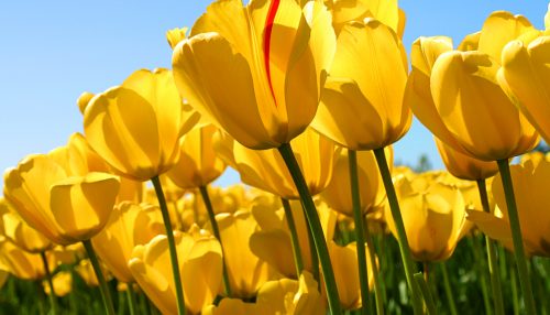 JÚNIOR GALVÃO: “Que a terra lhe seja leve...”