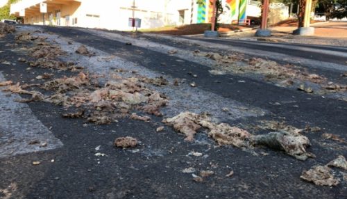 Rejeitos de origem animal para processamento caem de caminhão nas ruas de Adamantina