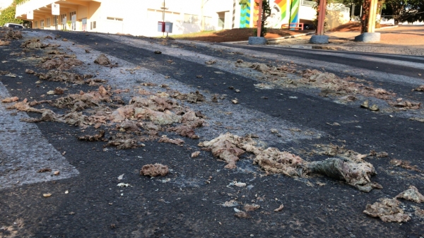 Rejeitos de origem animal para processamento caem de caminhão nas ruas de Adamantina