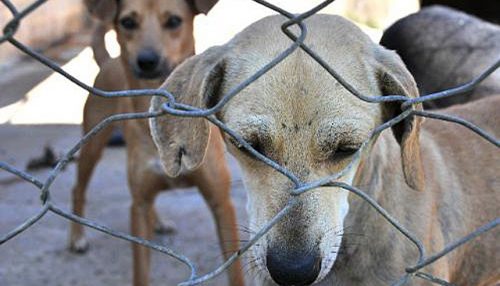 Sancionada lei que proíbe sacrifício de cães e gatos saudáveis  Fonte: Agência Senado