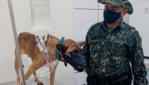 Denúncia; Polícia apura maus tratos e abuso sexual contra cadela.