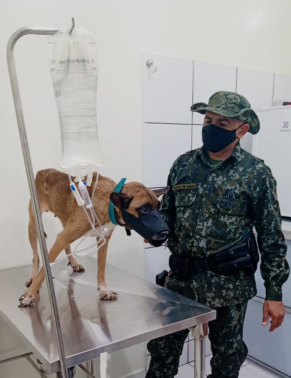 Denúncia; Polícia apura maus tratos e abuso sexual contra cadela.