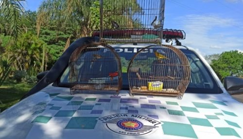 Homens são multados em R$ 1,5 mil em Adamantina por manter aves silvestres em cativeiro