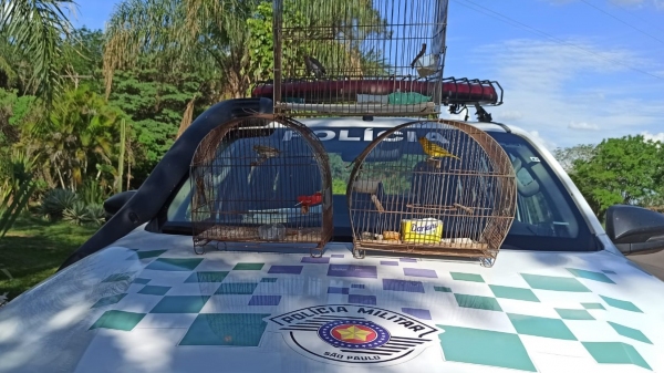 Homens são multados em R$ 1,5 mil em Adamantina por manter aves silvestres em cativeiro