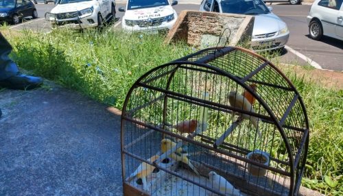 Multa de R$ 18 mil é aplicada contra homem que mantinha aves em gaiola dentro de porta-malas de carro