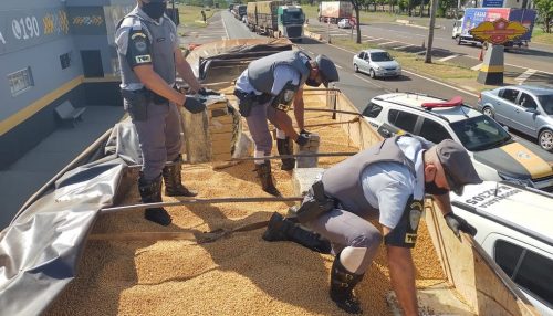 Ação policial conjunta apreende grande quantidade de maconha escondida no meio de carga de soja em carreta