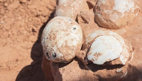 Paleontólogos estudam ovos fossilizados de dinossauro carnívoro encontrados em Presidente Prudente