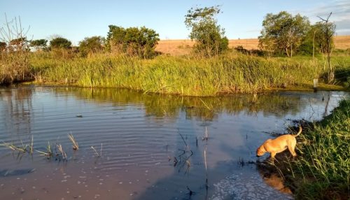 Cachorro morre ao tentar salvar dono de ataque de sucuri no interior de SP